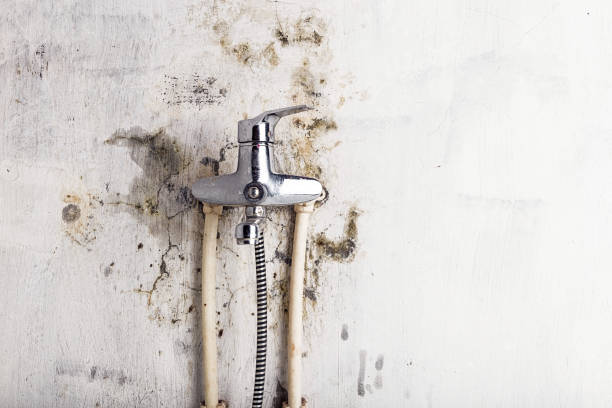 Best DIY Mold Remediation Support Services in Coolidge, AZ