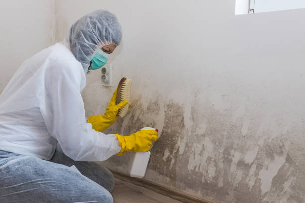 Best Commercial Mold Remediation in Coolidge, AZ