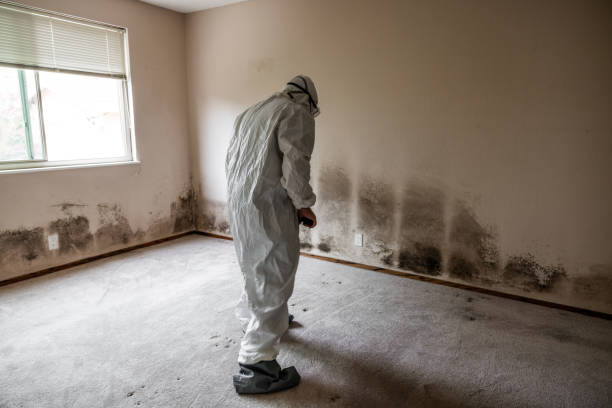 Best White Mold Remediation in Coolidge, AZ